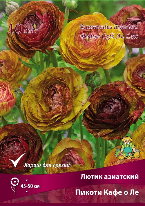 Изображение товара Лютик азиатский Пикоти Кафе о Ле в капере 10 шт.
