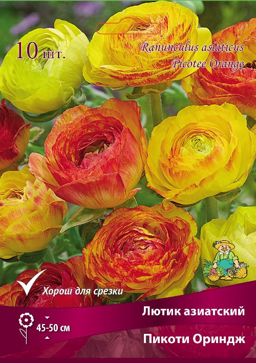 Изображение товара Лютик азиатский Пикоти Ориндж в капере 10 шт.