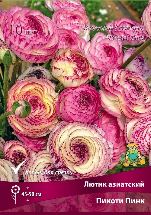 Изображение товара Лютик азиатский Пикоти Пинк в капере 10 шт.