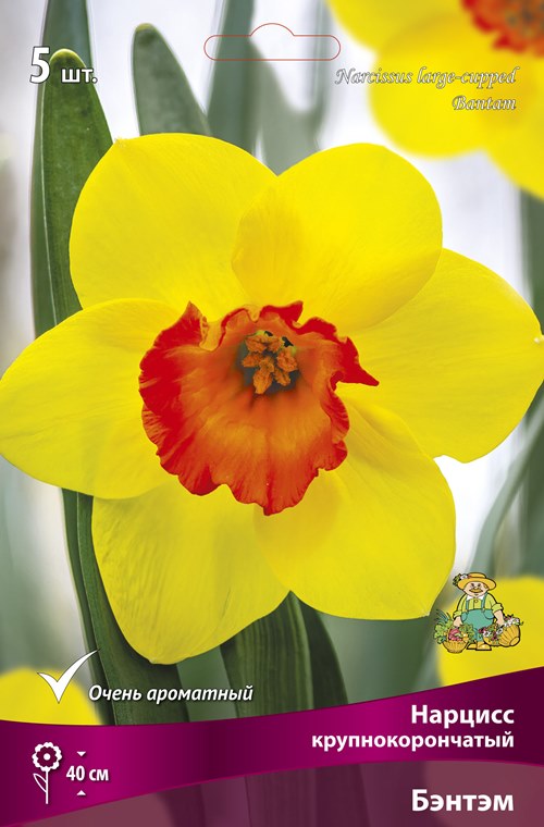 Изображение товара Нарцисс крупнокорончатый Бэнтэм в капере 5 шт.