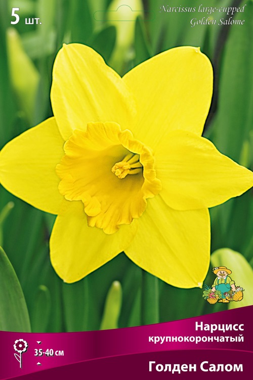 Изображение товара Нарцисс крупнокорончатый Голден Салом в капере 5 шт.