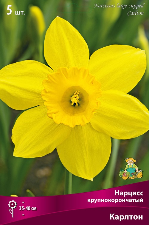 Изображение товара Луковицы для сада Нарцисс крупнокорончатый Карлтон 5 шт. яркие цветы с ароматом