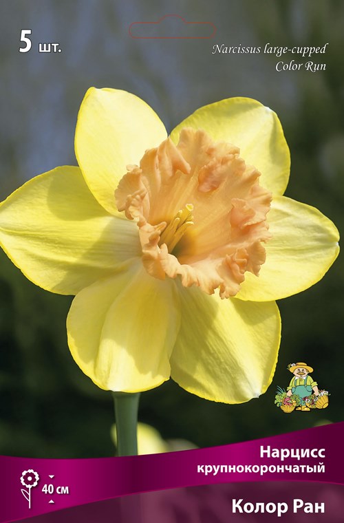 Изображение товара Нарцисс крупнокорончатый Колор Ран в капере 5 шт.
