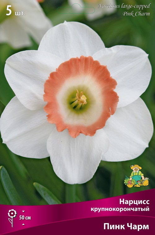 Изображение товара Нарцисс крупнокорончатый Пинк Чарм в капере 5 шт. раннецветущие луковицы сада