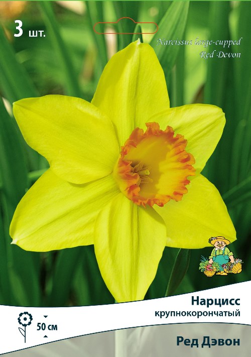 Изображение товара Нарцисс крупнокорончатый Ред Дэвон 3 шт. - яркие раннецветущие луковичные растения