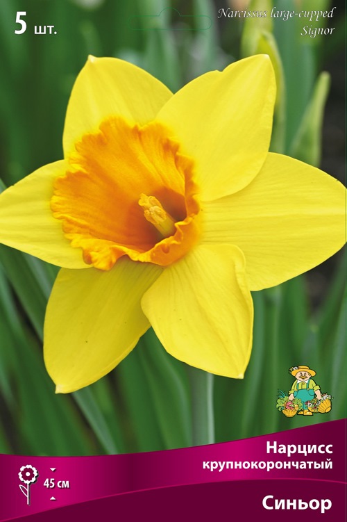Изображение товара Нарцисс крупнокорончатый Синьор в капере 5 шт. для садового использования