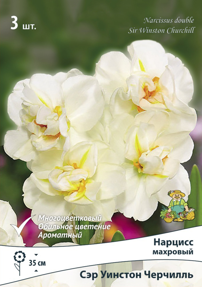Изображение товара Нарцисс махровый Сэр Уинстон Черчилль 3 шт. - Цветок для сада