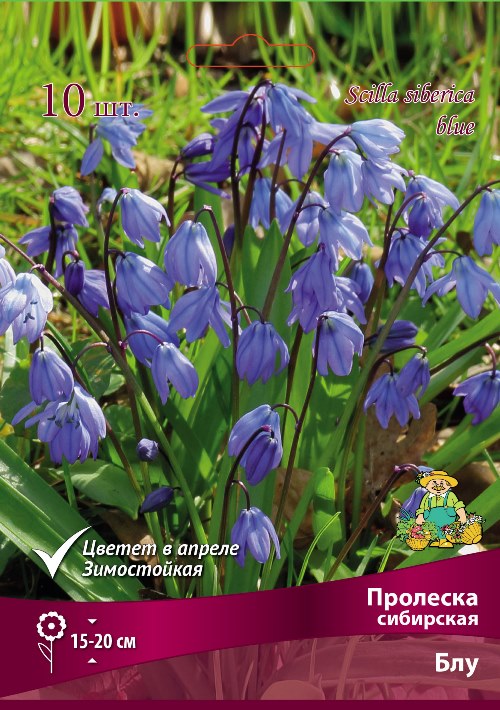 ПролескасибирскаяБлувкапере10шт.