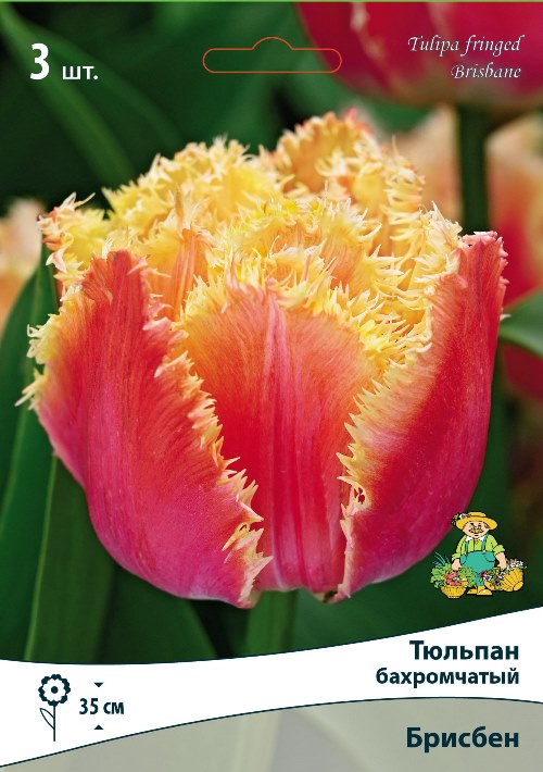 Изображение товара Луковицы бахромчатых тюльпанов Брисбен 3 шт. яркий весенний цветок
