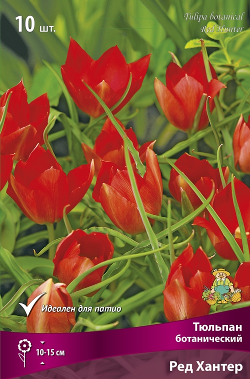 Изображение товара Ботанические тюльпаны Ред Хантер в капере 10 шт. ярко-красные