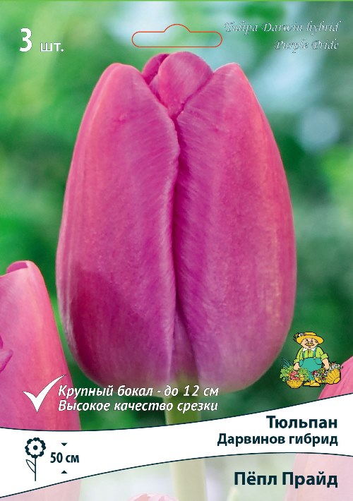 Изображение товара Тюльпан Дарвинов гибрид Пёпл Прайд 3 шт. крупные цветы для срезки и оформления сада