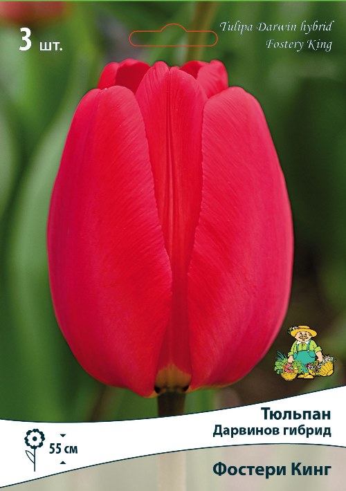 Изображение товара Луковицы тюльпанов Дарвиновы гибриды Фостери Кинг 3 шт памяту весеннего цветения