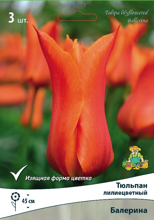 Изображение товара Тюльпан лилиецветный Балерина 3 шт. яркое весеннее цветение и неприхотливость