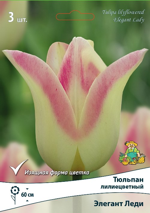 Изображение товара Тюльпан лилиецветный Элегант Леди 3 шт. для садов и ландшафтного дизайна