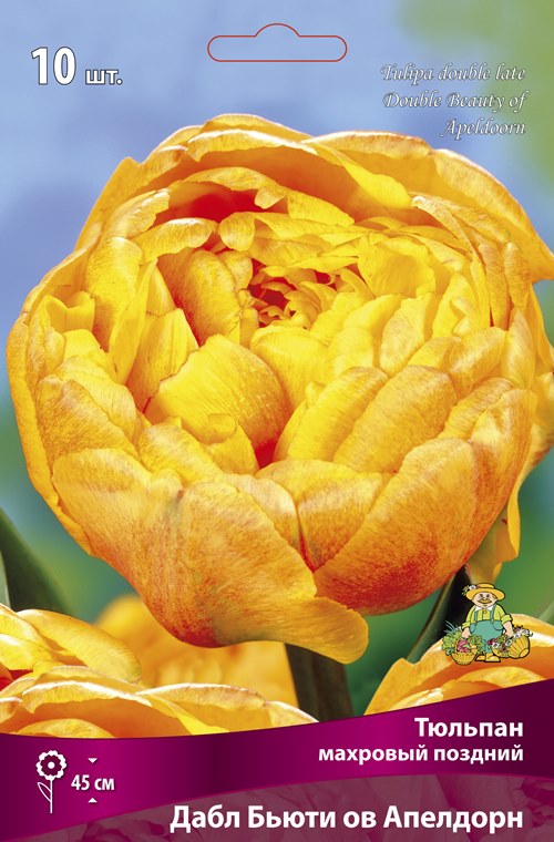 Изображение товара Тюльпан махровый поздний Дабл Бьюти ов Апелдорн в капере 10 шт.