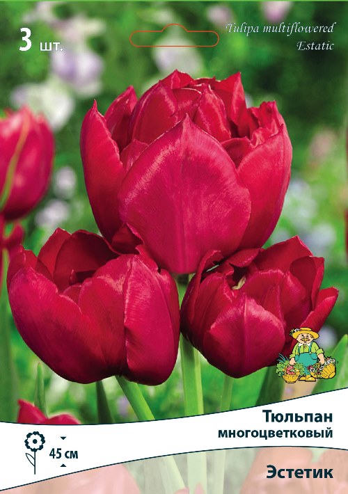 Изображение товара Тюльпан многоцветковый Эстетик 3 шт.