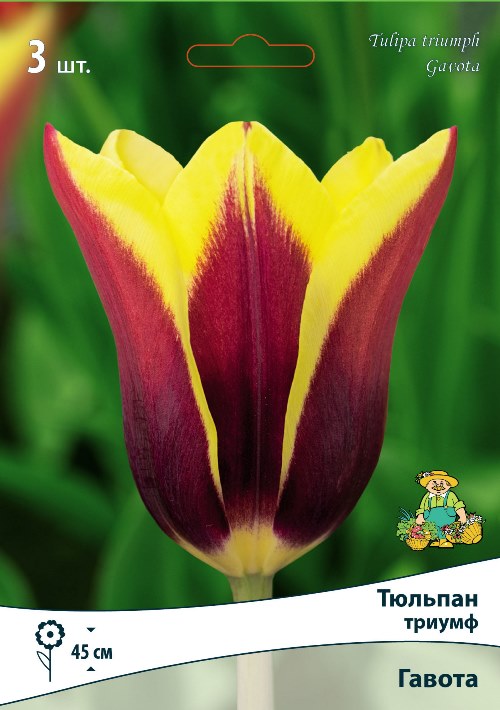 Изображение товара Тюльпан триумф Гавота 3 шт.