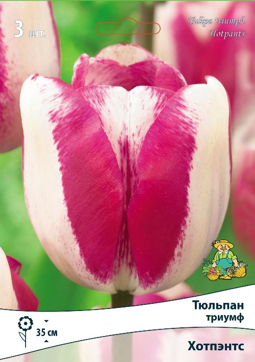 Изображение товара Тюльпан триумф Хотпэнтс 3 шт - яркое весеннее украшение сада