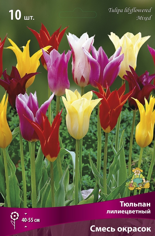 Изображение товара Лилиецветные тюльпаны смесь окрасок 10 шт. для сада и срезки