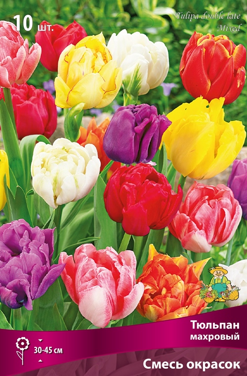 Изображение товара Махровые поздние тюльпаны смесь окрасок 10 шт. для сада и срезки