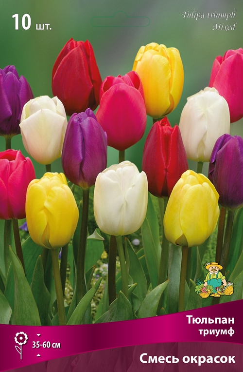 Изображение товара Тюльпаны триумф смесь окрасок 10 шт.