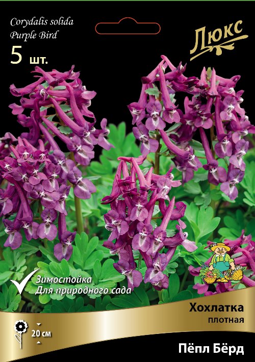 Изображение товара Хохлатка плотная Пёпл Бёрд в капере 5 шт. яркие весенние луковицы