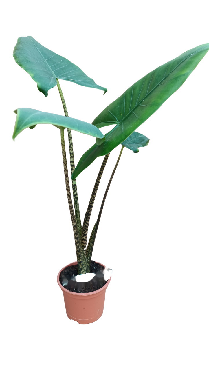 Изображение товара Алоказия Зебрина D15 декоративное растение с яркими листьями