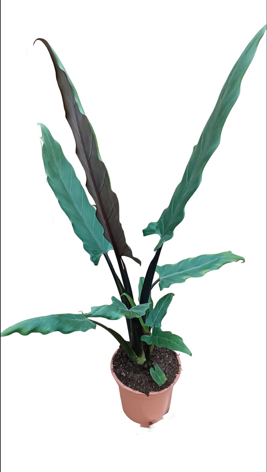 Изображение товара Алоказия Лаутербахиана D15 - декоративное тропическое растение для дома и сада