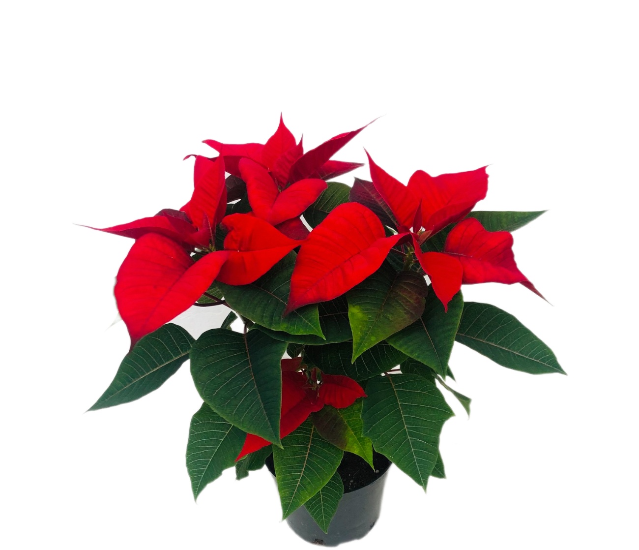Изображение товара Пуансеттия микс D13 декоративное комнатное растение зимнее цветение