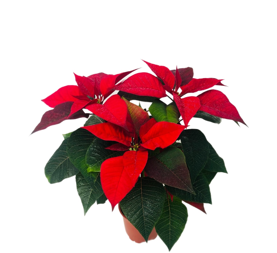 Изображение товара Пуансеттия микс D15 декоративное растение зимнее цветение
