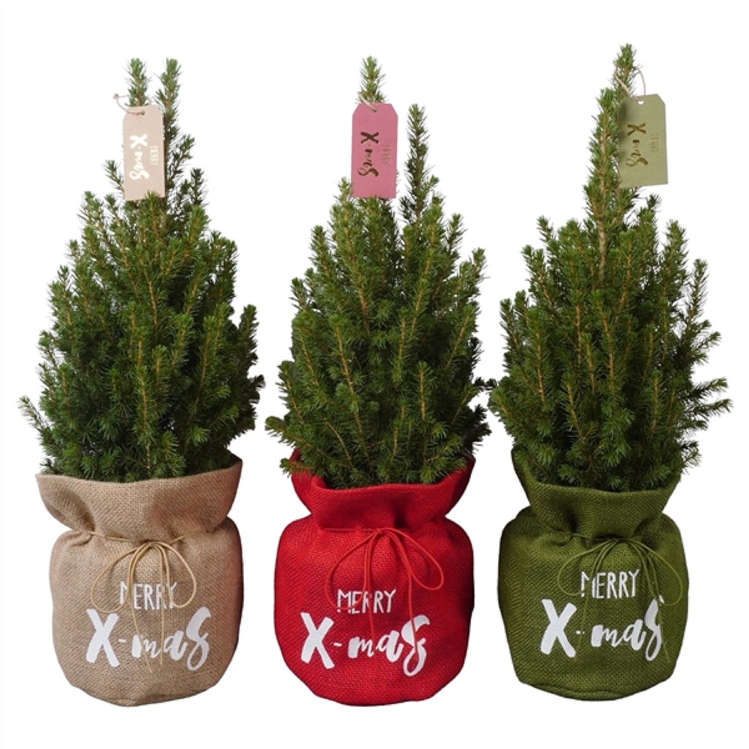 Изображение товара Ель Глаука Коника НГ декор PTK24515 - новогоднее хвойное растение в контейнере