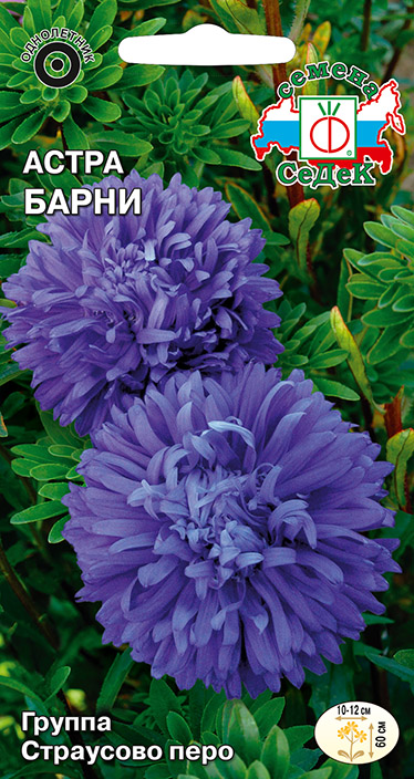 Изображение товара Семена цветок Астра 