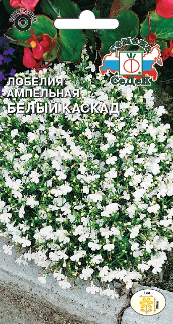 Изображение товара Семена цветок Лобелия 