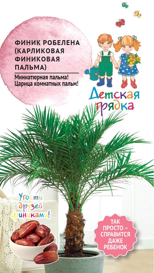 Изображение товара Семена Финик Робелена (карликовая финиковая пальма) 5шт Детская грядка