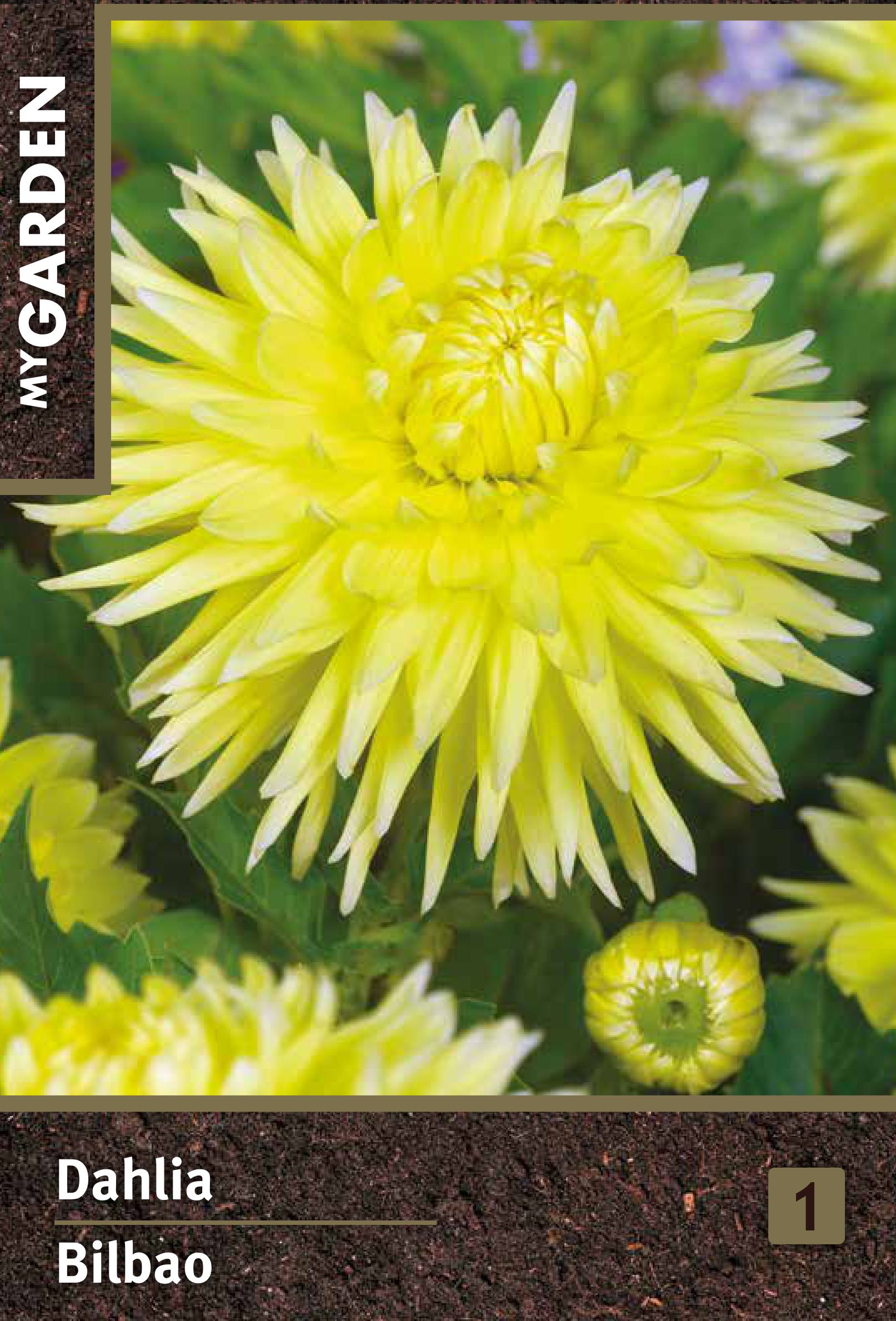 Изображение товара Декоративная Георгина Бильбао корневище яркое цветение сад