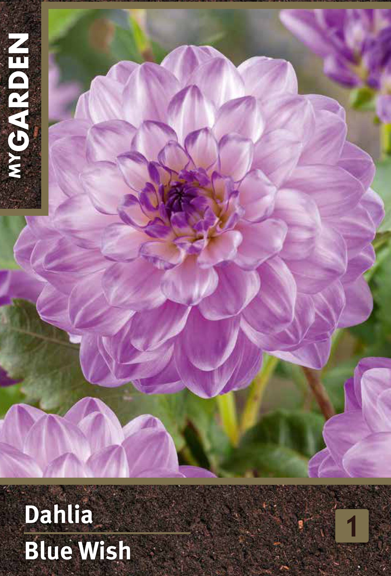 Изображение товара Георгина декоративная Блю Виш для сада и цветника