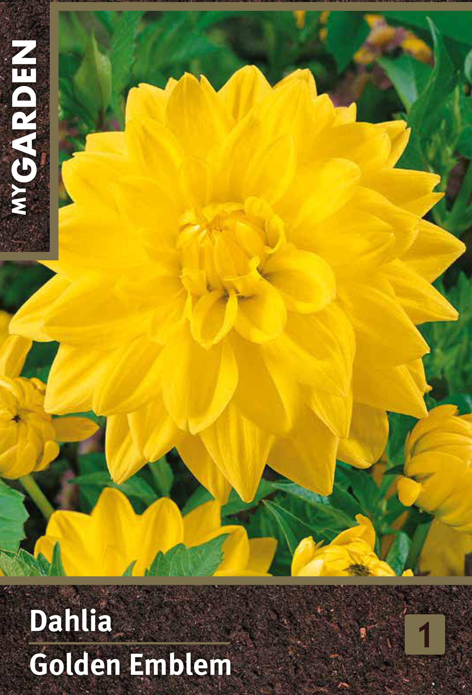 Изображение товара Георгина декоративная Голден Эмблем клубневое растение для сада 100-110 см