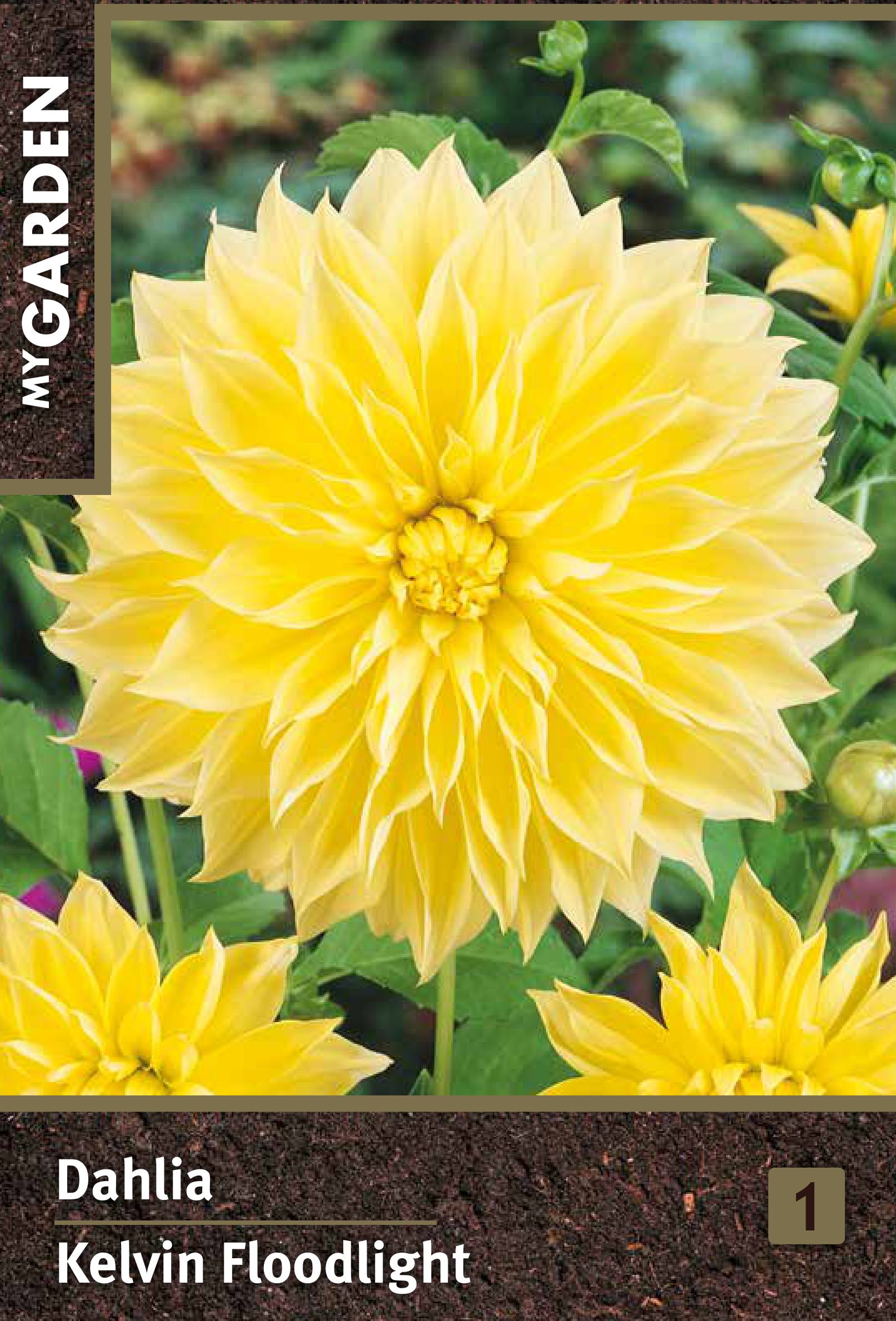 Изображение товара Георгина декоративная Кельвин Флудлайт крупноцветковый сорт для сада