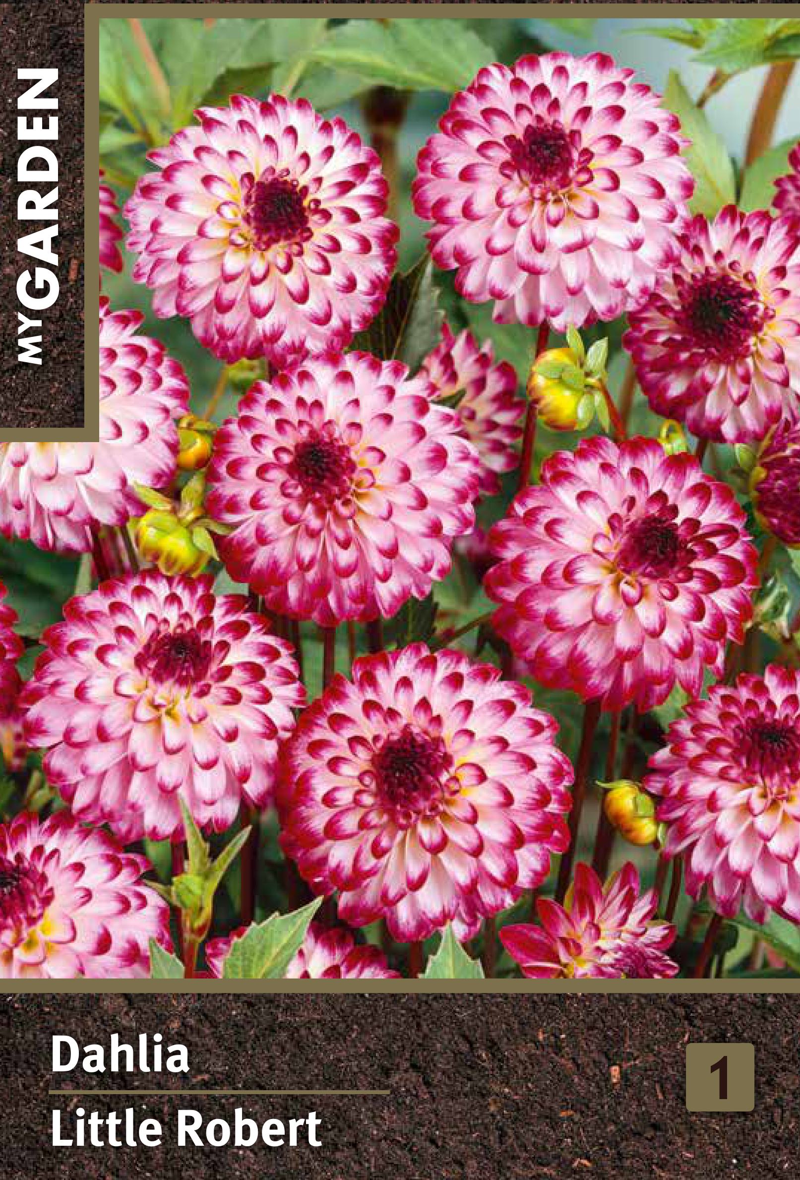 Изображение товара Георгина декоративная Литтл Роберт для вашего сада