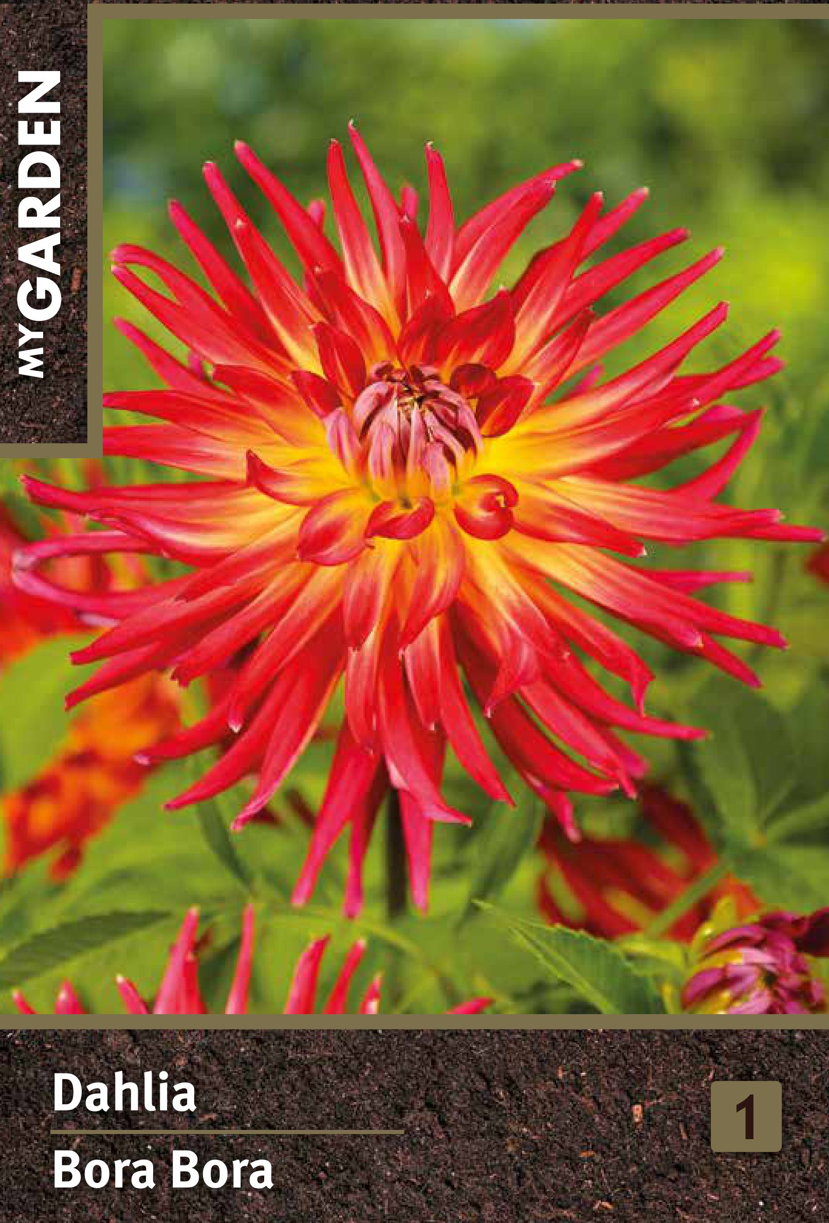 Изображение товара Георгина кактусовая Бора Бора — декоративное цветущее растение куст 90 см