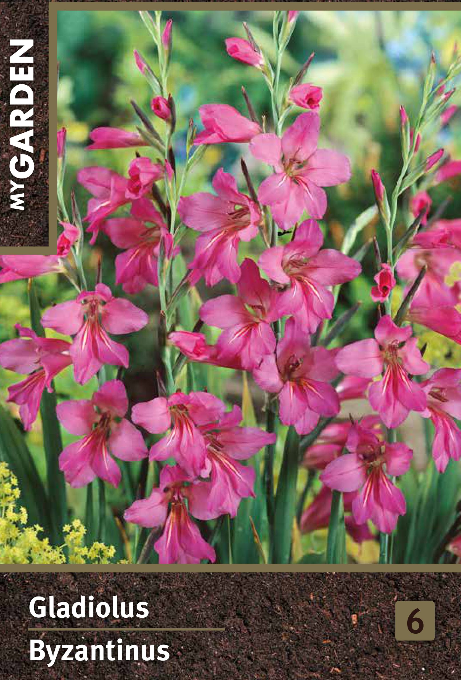 Изображение товара Луковицы гладиолуса византийского для яркого сада