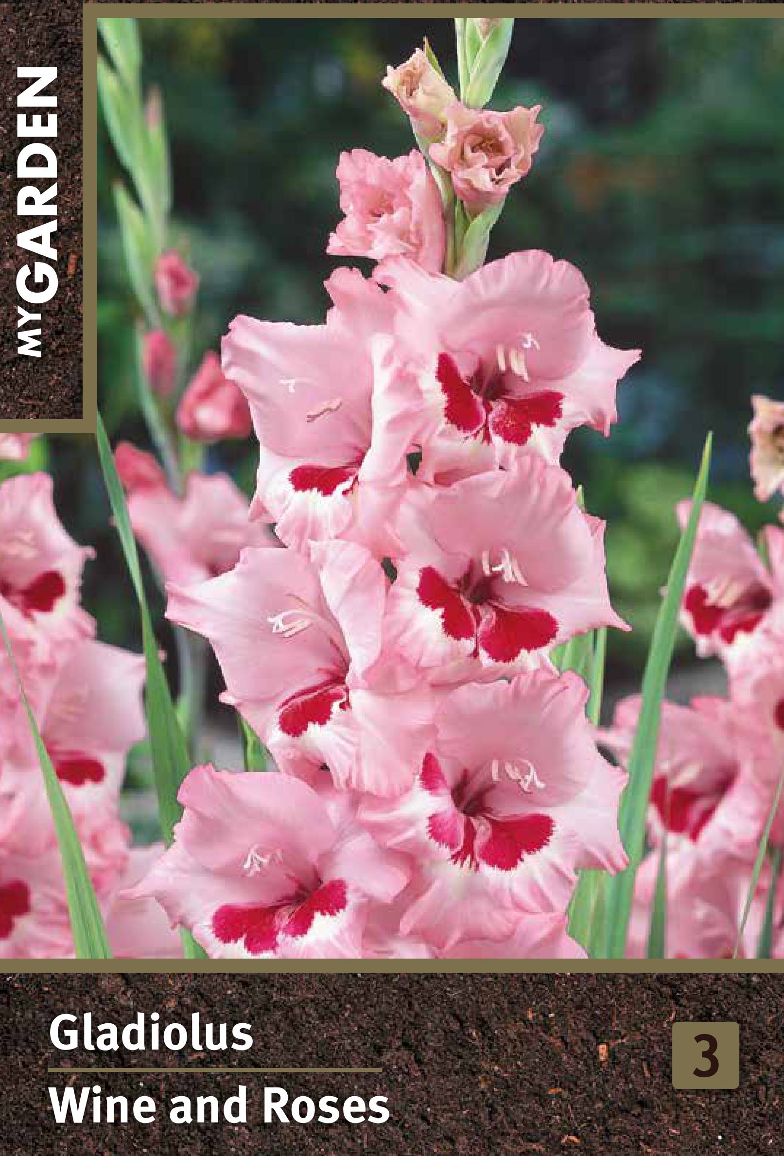 Изображение товара Гладиолус крупноцветковый Вайн Энд Роузес луковицы для яркого сада и ваз