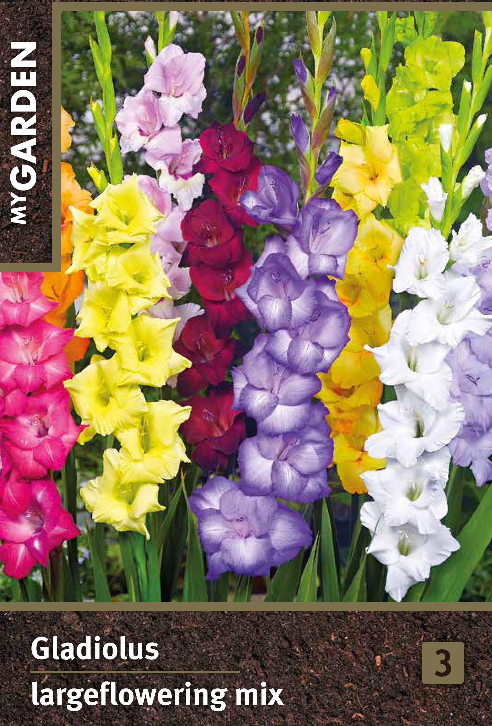 Изображение товара Гладиолус крупноцветковый микс - яркие многолетние луковицы для сада