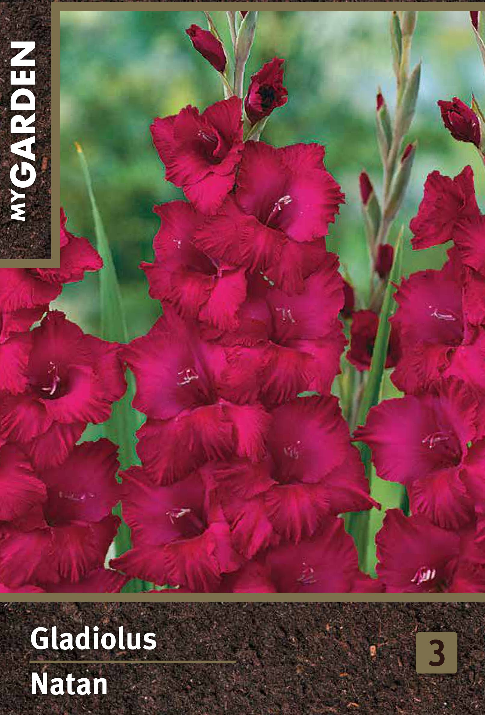 Изображение товара Гладиолус крупноцветковый Натан