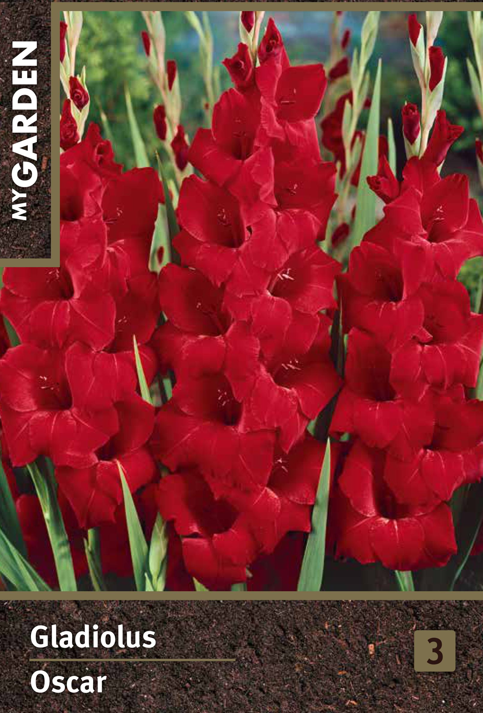 Изображение товара Гладиолус крупноцветковый Оскар луковицы для сада яркие цветы