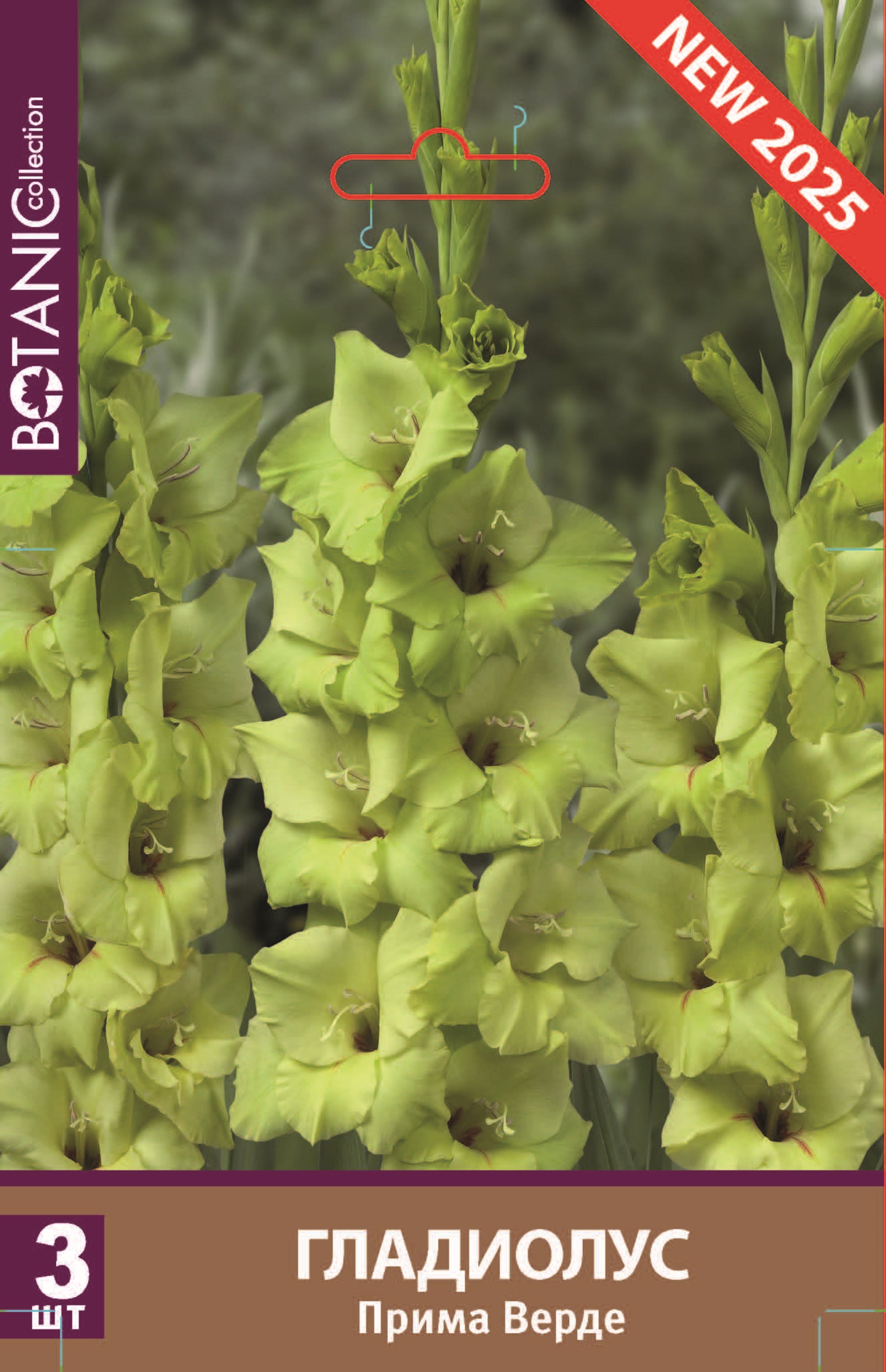 Изображение товара Гладиолус крупноцветковый Прима Верде — луковицы для сада