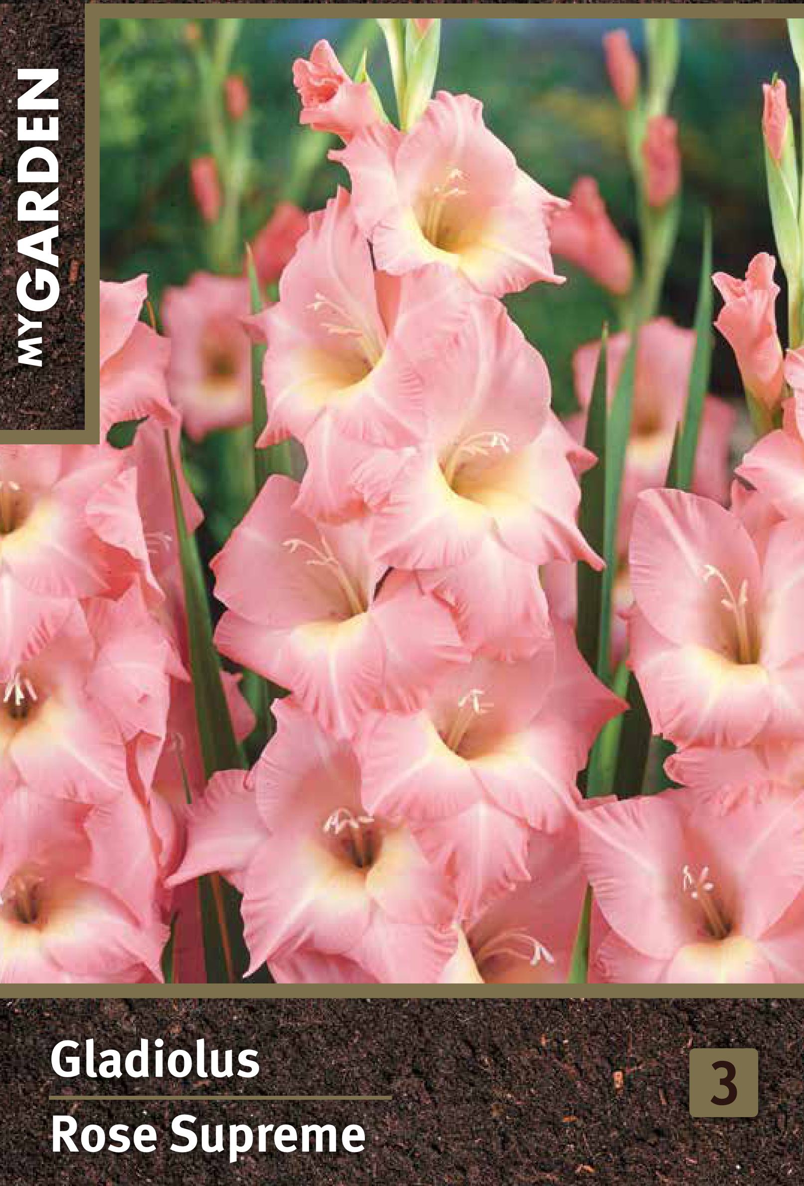 Изображение товара Гладиолус крупноцветковый Роуз Суприм 5 луковиц для украшения сада