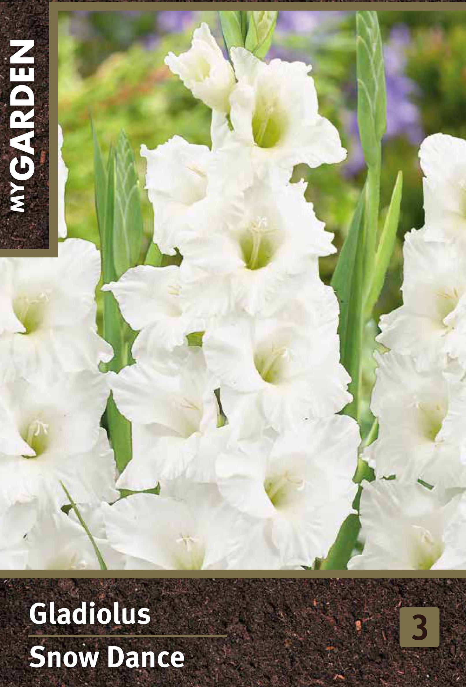Изображение товара Гладиолус крупноцветковый Сноу Денс - белоснежные цветы для вашего сада