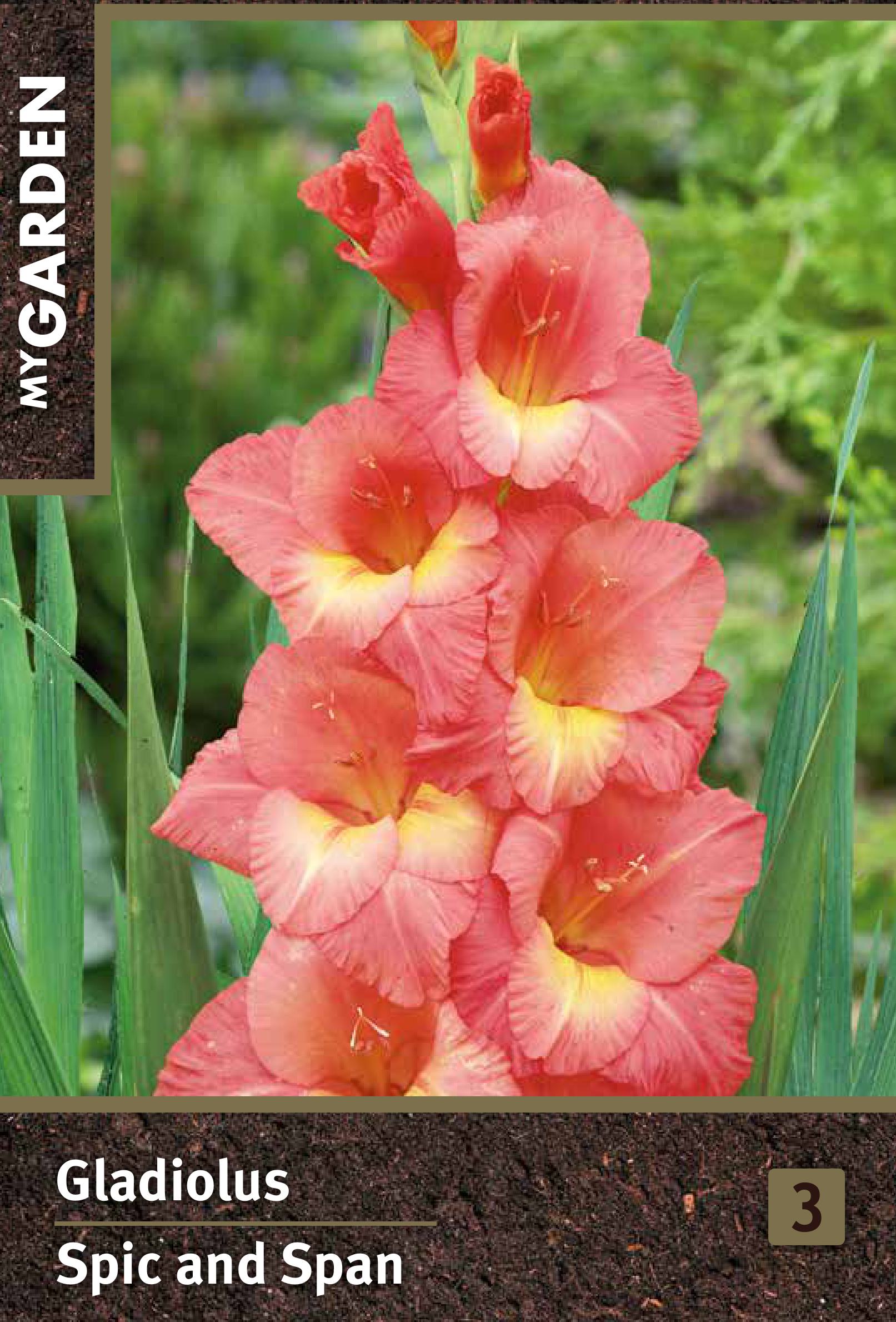 Изображение товара Гладиолус крупноцветковый Спик Энд Спан
