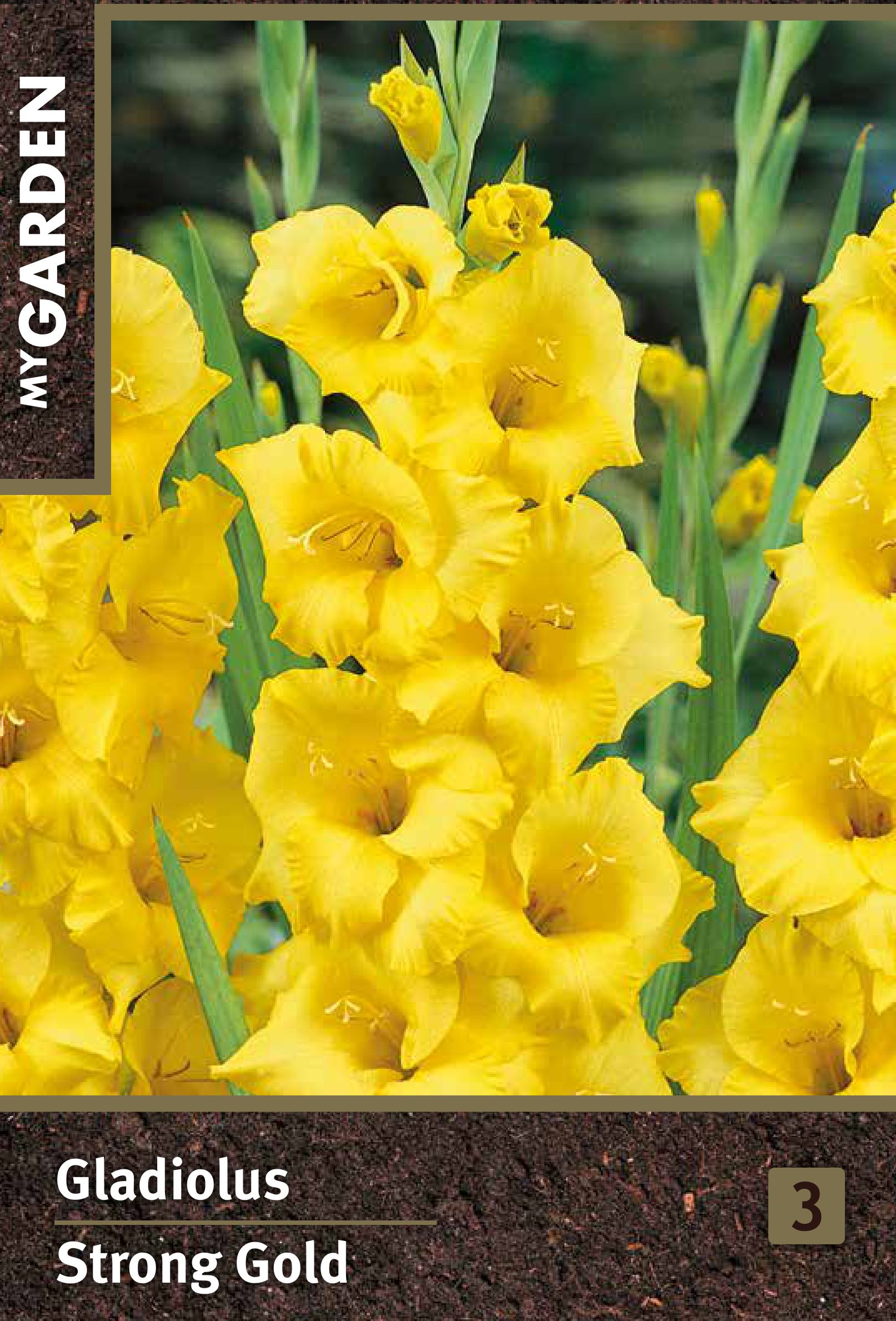 Изображение товара Луковицы гладиолуса крупноцветкового Стронг Голд солнечный яркий цветок